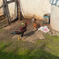 خروس لاری و مرغ لاری