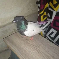 ماده کله دم سیاه سینه ای