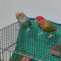 طوطی برزیلی|پرنده|هرسین, |دیوار