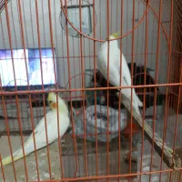 یک جفت طوطی عروس لوتینو مولد|پرنده|کرج, شهرک خاتم النبیا|دیوار