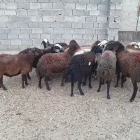 ۱۲ گوسفند|حیوانات مزرعه|چگنی, |دیوار