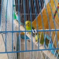 سه عدد مرغ عشق سر حال سه