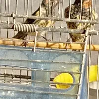 دوعدد جوجه سهره گلبسر