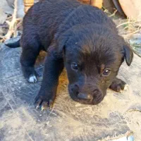 واگذاری|سگ|بجنورد, |دیوار