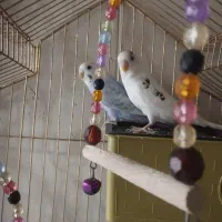 مرغ عشق|پرنده|بانه, |دیوار