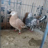 کبوتر یجایی