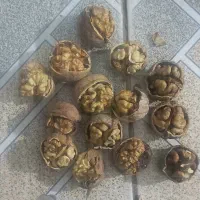 گردو محلی تازه