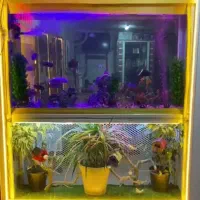 آکواریوم بزرگ با فضایی رویایی