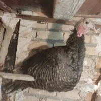 بوقلمون ارگانیک ماده|حیوانات مزرعه|رباطکریم, پیغمبر|دیوار