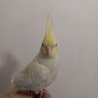 دو تا جوجه عروس هلندی سالم و دستی|پرنده|تهران, ارامنه|دیوار