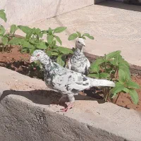 کبوتر هفت رنگ