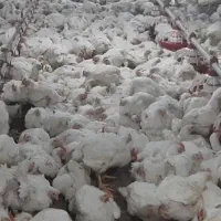 سرپرست سالن مرغداری گوشتی