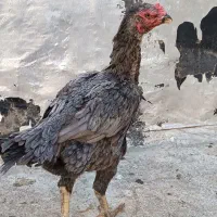 لاری مرغ. نسل دارونگ بالا جوان تخم گذار.