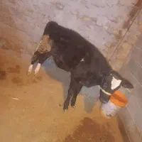 گاو جوان|حیوانات مزرعه|بیرانوند, |دیوار