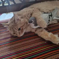 واگذاری گربه|گربه|تهران, پرستار|دیوار