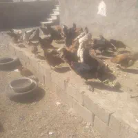 فروش مرغ محلی تخم گذار