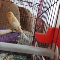 قناری نر لیمویی