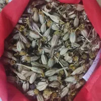 دانه گل|خدمات باغبانی و درختکاری|برازجان, |دیوار