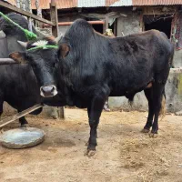 ورزا ( گاو نر ) ۱۱۰ کیلو گوشت جنس عالی