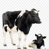 چوپان برای چرخاندن گاو