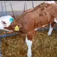 فروش گوساله های اصیل درجه یک|حیوانات مزرعه|بندر ترکمن, |دیوار