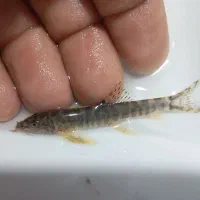 لوچ پاکستانی