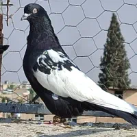 سینه سیاه|پرنده|شیراز, شهرک گلها|دیوار