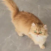 واگدداری زیباترین گلد