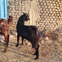 بز پلنگی با چپش|حیوانات مزرعه|گرگان, |دیوار