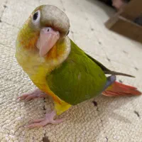 گیرنچیک زیبا اهلی|پرنده|تبریز, |دیوار