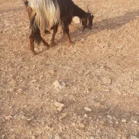 بز لری