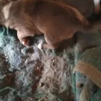 واگذاری سگ سراب افغان