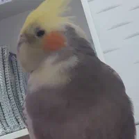 عروس هلندی گم شده|حیوانات|شوش, |دیوار