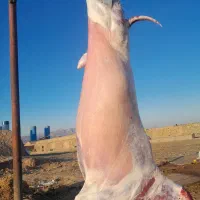 قصاب