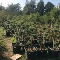 مورت سه کله|گل و گیاه طبیعی|عباس‌آباد, |دیوار