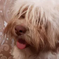 سگ معاوضه شیتزو