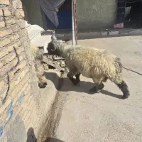 نرمیش کله سیاه شاخی|حیوانات مزرعه|اردل, |دیوار