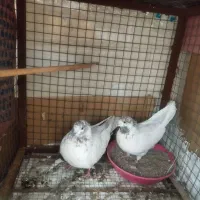 کله برنجی تیره قدیم یزدی|پرنده|یزد, |دیوار