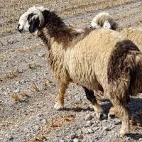 شیشک میش و قوچ چاق و سرحال