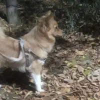 سگ پامر خانگی