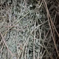 یونجه