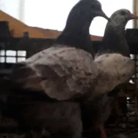 کبوتر|پرنده|مسجد سلیمان, |دیوار