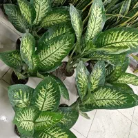 همایش ویژه سانسوریا ویوکا|گردهمایی و همایش|مشهد, حیدرآباد|دیوار