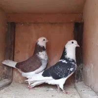 کفتر پروازی وجفتگاهی