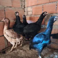 مرغ لاری|حیوانات مزرعه|مینودشت, |دیوار