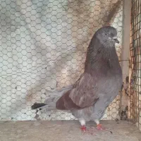 کبوتر پرشی پیس دم سرور وسوسکی پلنگ مایه کفتر
