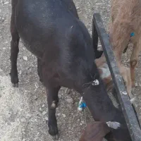 یک بز هلندی آبستن|حیوانات مزرعه|ملکشاهی, |دیوار