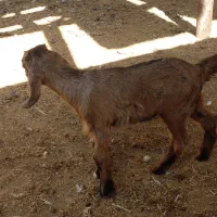 کهره ۲۰ روزه|حیوانات مزرعه|کازرون, |دیوار