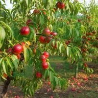 نهــال انجیر سیاه تقاضای بالا در بازار خشک و تازه|خدمات باغبانی و درختکاری|ارشق, |دیوار