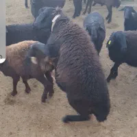 بره قوچ های هترو